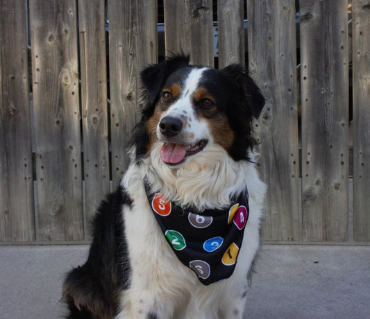 Bandana pour animaux de compagnie TTC